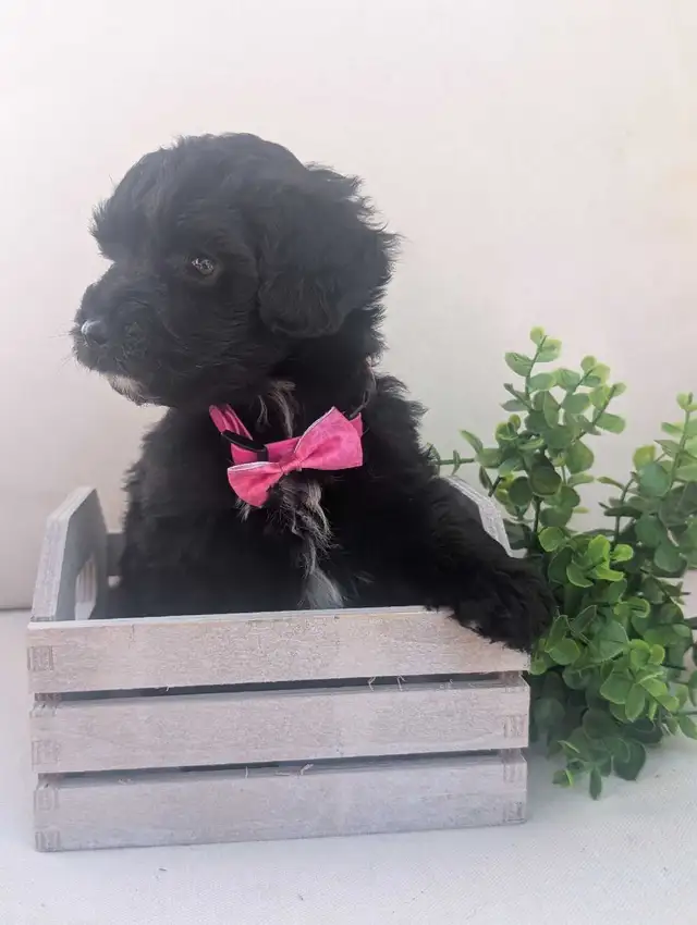 Mini Aussiedoodle puppies (Health Tested Parents) - Photo 7