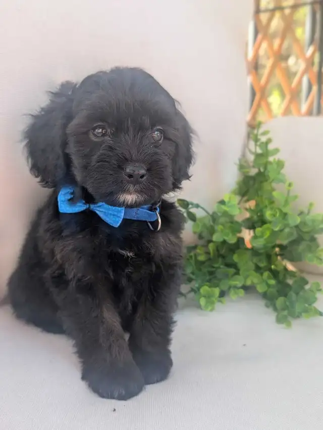 Mini Aussiedoodle puppies (Health Tested Parents) - Photo 8