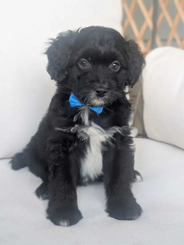 Mini Aussiedoodle puppies (Health Tested Parents) - Photo 9