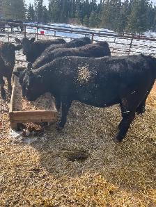 Heifers for sale