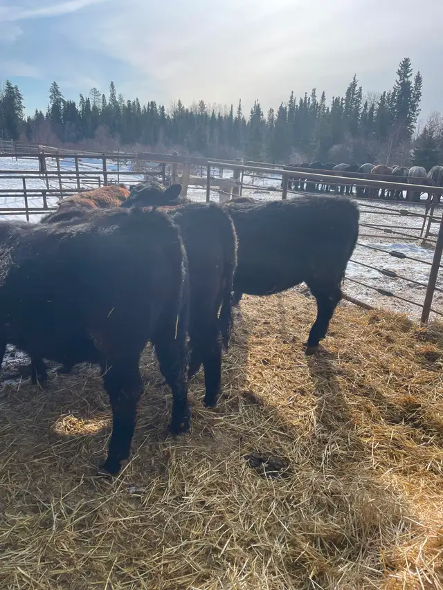 Heifers for sale - Photo 2