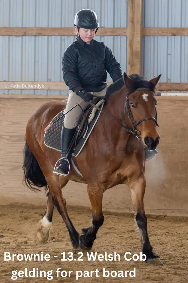 Horses for part board in Milton! - Photo 3