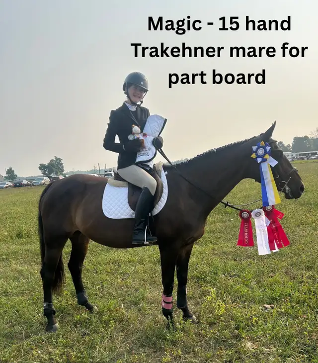 Horses for part board in Milton! - Photo 4