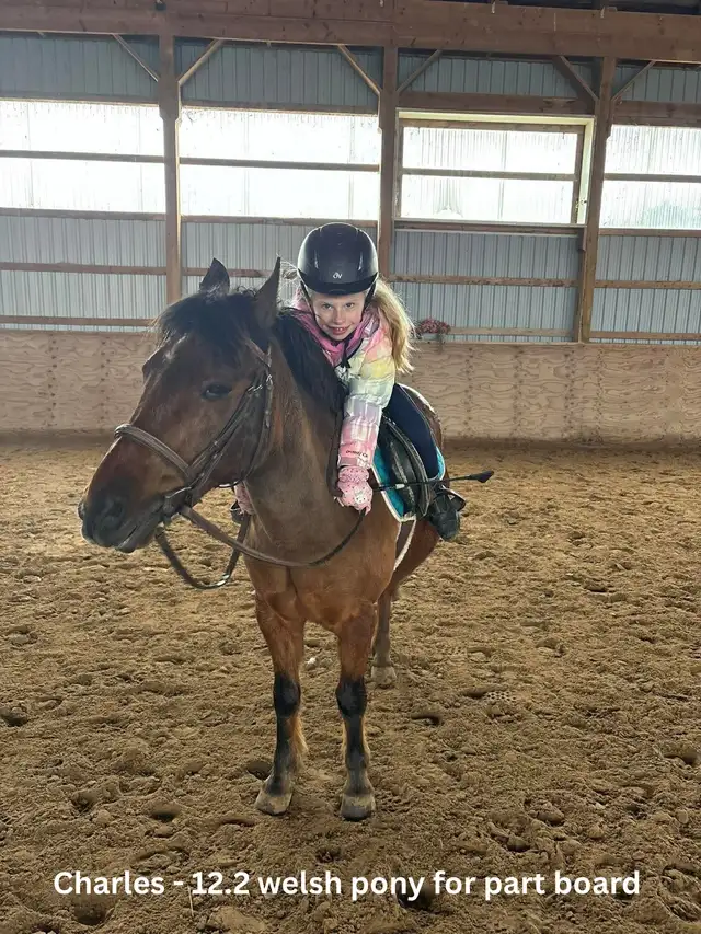 12.2 Welsh Pony for part board!
