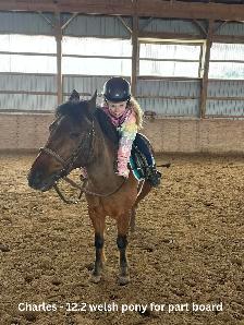 12.2 Welsh Pony for part board!