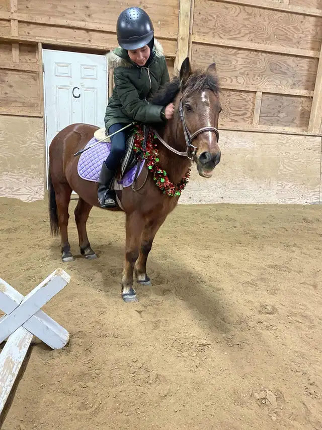 12.2 Welsh Pony for part board! - Photo 2