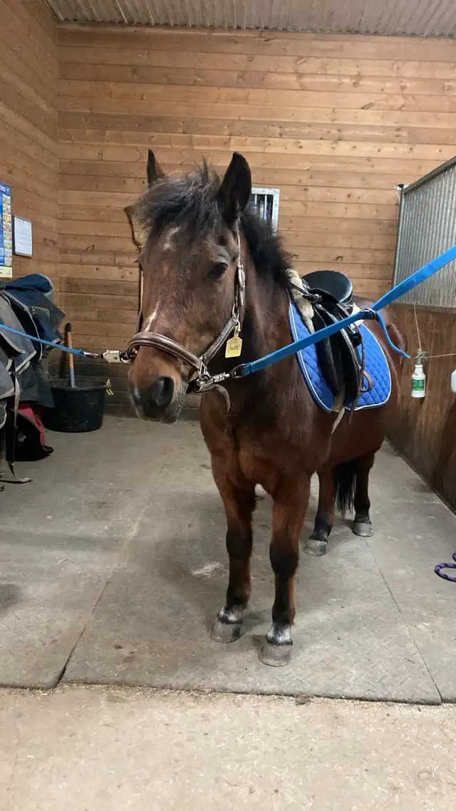 12.2 Welsh Pony for part board! - Photo 3