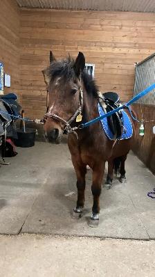 12.2 Welsh Pony for part board! - Photo 3