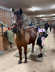 12.2 Welsh Pony for part board! - Photo 4