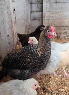 Cockerel / Male Chicks