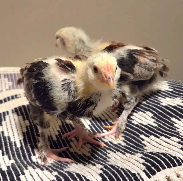 Cockerel / Male Chicks - Photo 2