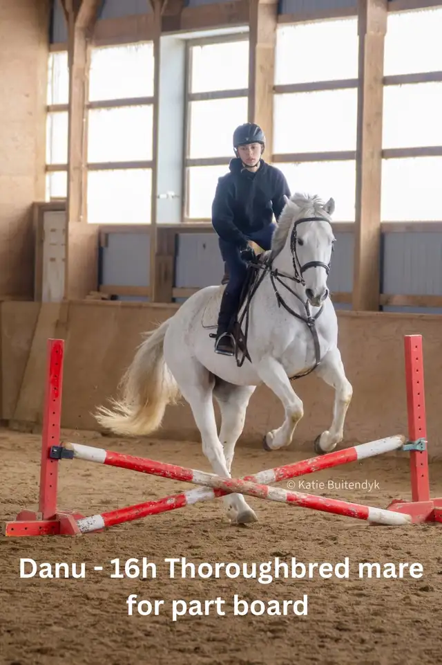 16 hand jumper mare for part board!