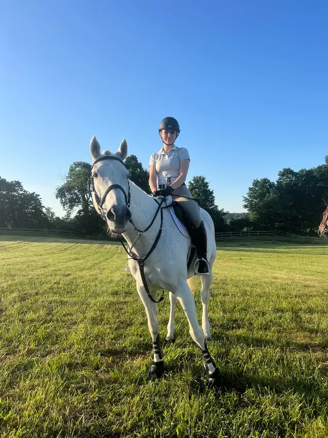 16 hand jumper mare for part board! - Photo 2