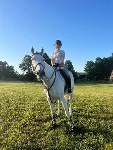 16 hand jumper mare for part board! - Photo 2