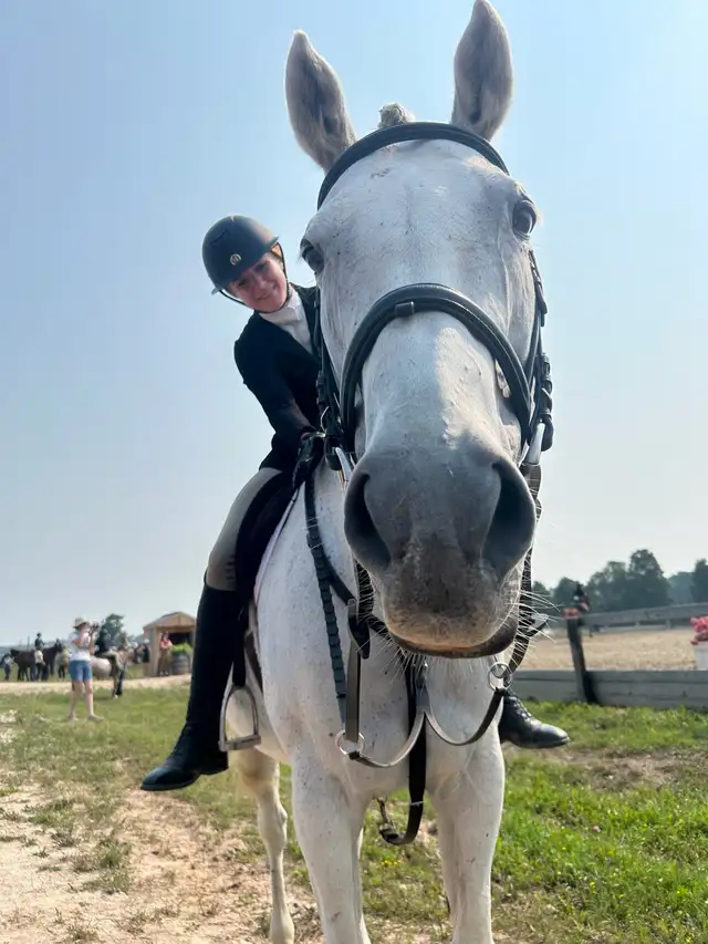 16 hand jumper mare for part board! - Photo 3