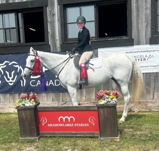 16 hand jumper mare for part board! - Photo 4
