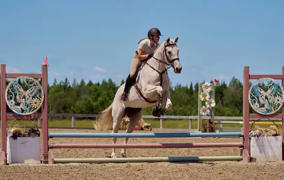 16 hand jumper mare for part board! - Photo 5