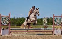 16 hand jumper mare for part board! - Photo 5