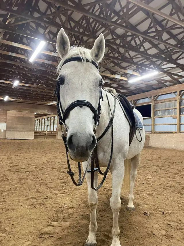 16 hand jumper mare for part board! - Photo 6