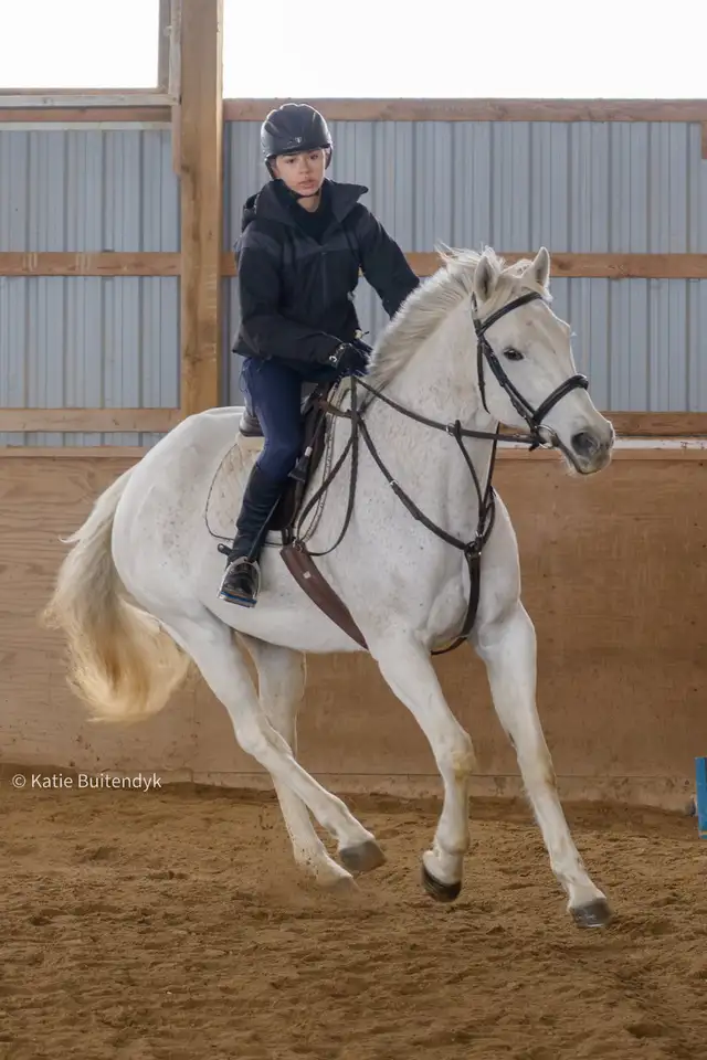 16 hand jumper mare for part board! - Photo 7