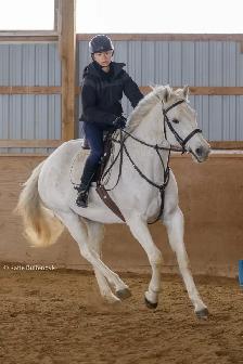 16 hand jumper mare for part board! - Photo 7