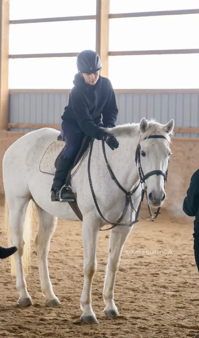 16 hand jumper mare for part board! - Photo 8