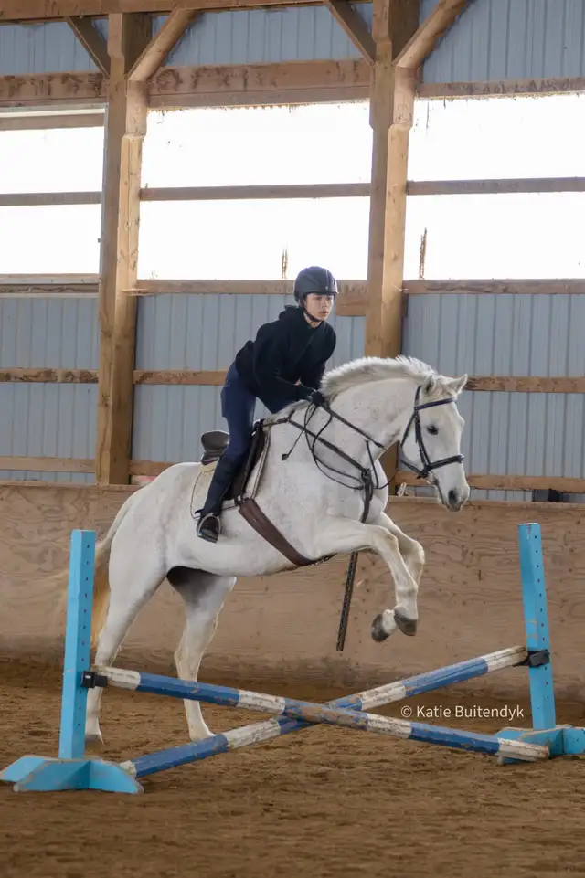 16 hand jumper mare for part board! - Photo 9