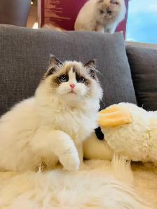 3.5 months old Purebred Ragdoll Kitten girl ready to new home