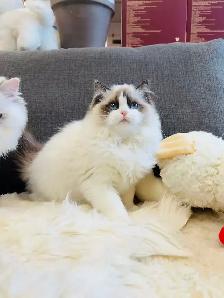 3.5 months old Purebred Ragdoll Kitten girl ready to new home - Photo 2