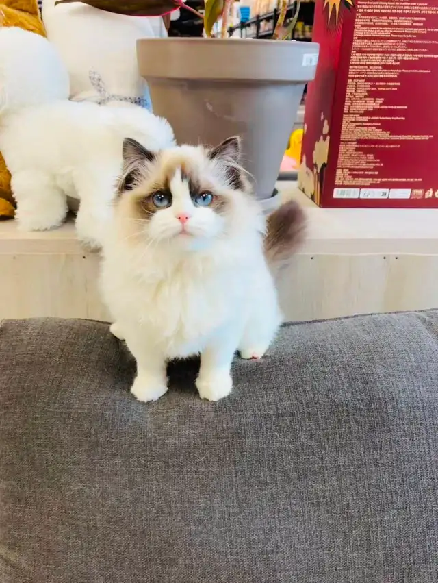 3.5 months old Purebred Ragdoll Kitten girl ready to new home - Photo 3