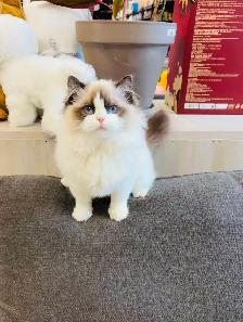 3.5 months old Purebred Ragdoll Kitten girl ready to new home - Photo 3