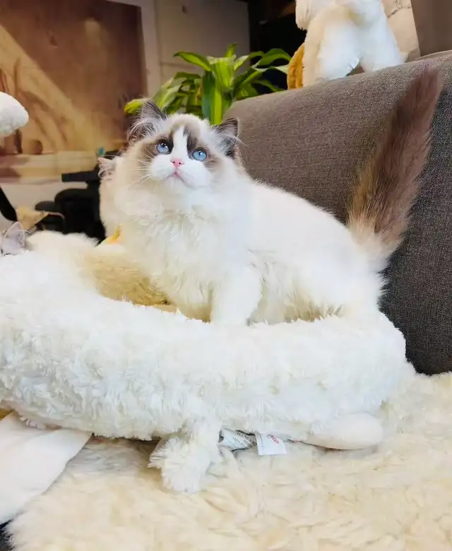 3.5 months old Purebred Ragdoll Kitten girl ready to new home - Photo 4