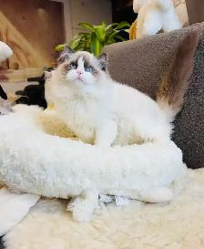 3.5 months old Purebred Ragdoll Kitten girl ready to new home - Photo 4