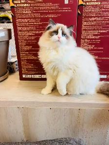 3.5 months old Purebred Ragdoll Kitten girl ready to new home - Photo 8