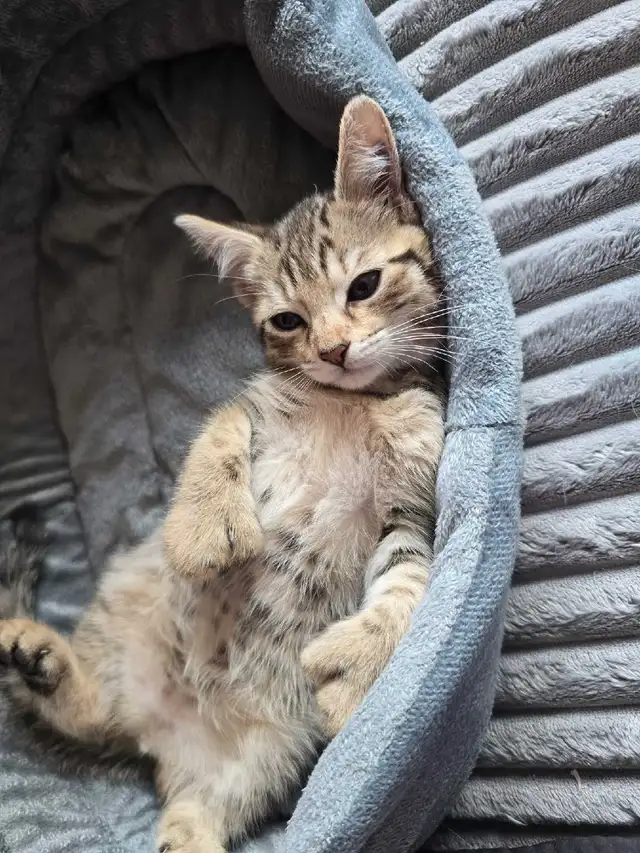 CHATONS HIGHLANDS LYNX DISPONIBLE