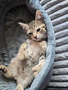 CHATONS HIGHLANDS LYNX DISPONIBLE