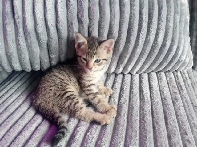 CHATONS HIGHLANDS LYNX DISPONIBLE - Photo 7