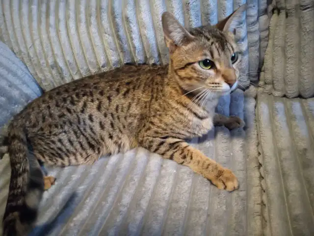 CHATONS HIGHLANDS LYNX DISPONIBLE - Photo 8