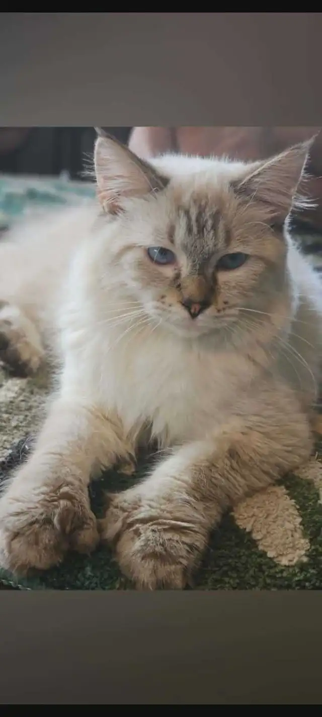 CHATONS HIGHLANDS LYNX DISPONIBLE - Photo 9