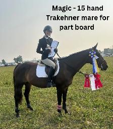 15 hand Traekhner mare for part board!