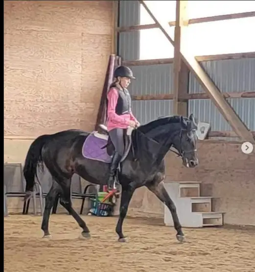 15 hand Traekhner mare for part board! - Photo 2