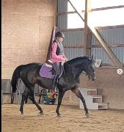 15 hand Traekhner mare for part board! - Photo 2