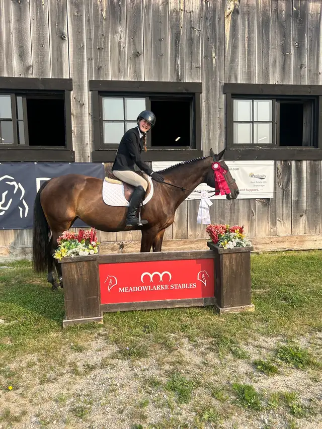15 hand Traekhner mare for part board! - Photo 5