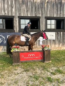15 hand Traekhner mare for part board! - Photo 5