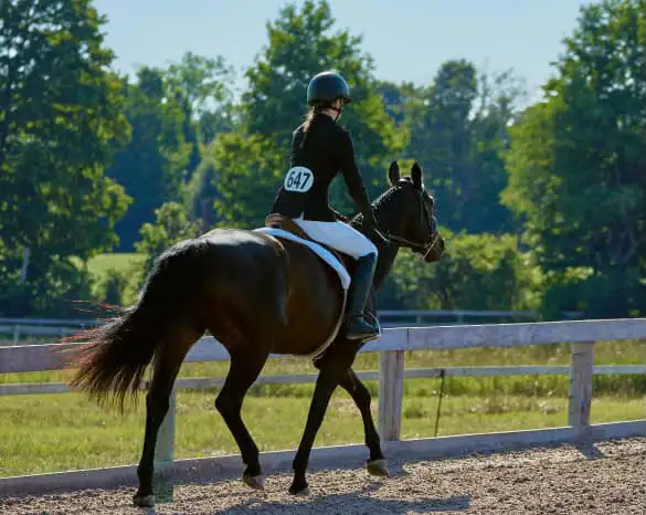 15 hand Traekhner mare for part board! - Photo 6