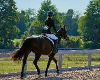 15 hand Traekhner mare for part board! - Photo 6