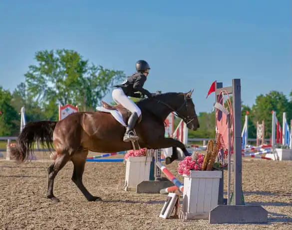15 hand Traekhner mare for part board! - Photo 7