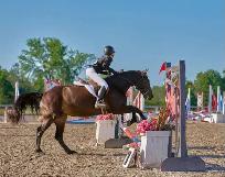 15 hand Traekhner mare for part board! - Photo 7