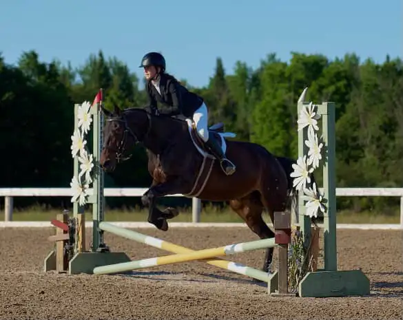 15 hand Traekhner mare for part board! - Photo 8