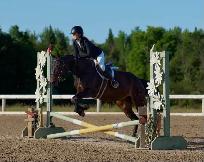 15 hand Traekhner mare for part board! - Photo 8